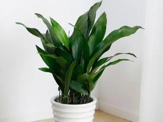 卧室适合摆放哪些花卉？如何选择对健康有益的室内植物？