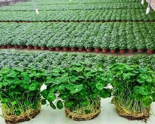 卧室适合摆放哪些花卉?如何选择对健康有益的室内植物?