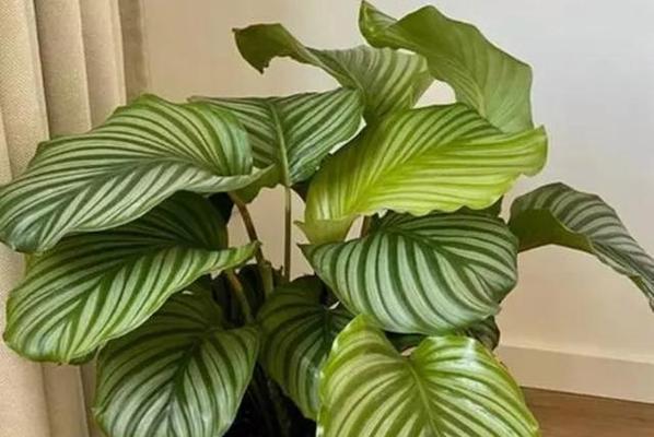 卧室适合摆放哪些花卉？如何选择对健康有益的室内植物？