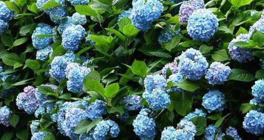 无尽夏绣球花如何养殖？养殖过程中应注意哪些问题？