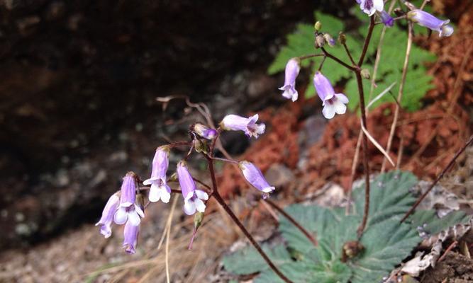 寄托思念之情的植物世界（探寻思念之花）