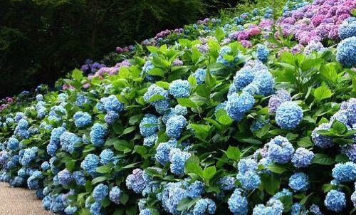 无尽夏绣球花如何养殖？养殖过程中应注意哪些问题？