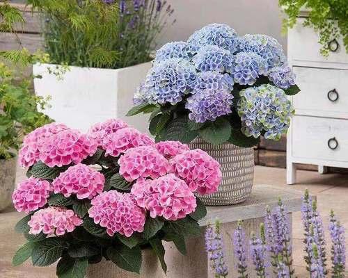 无尽夏绣球花如何养殖？养殖过程中应注意哪些问题？