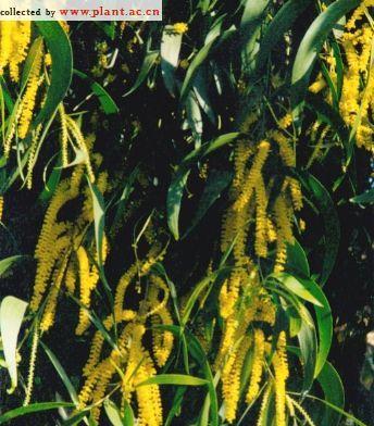 寄托思念之情的植物世界（探寻思念之花）