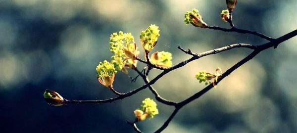 寄托思念之情的植物世界（探寻思念之花）