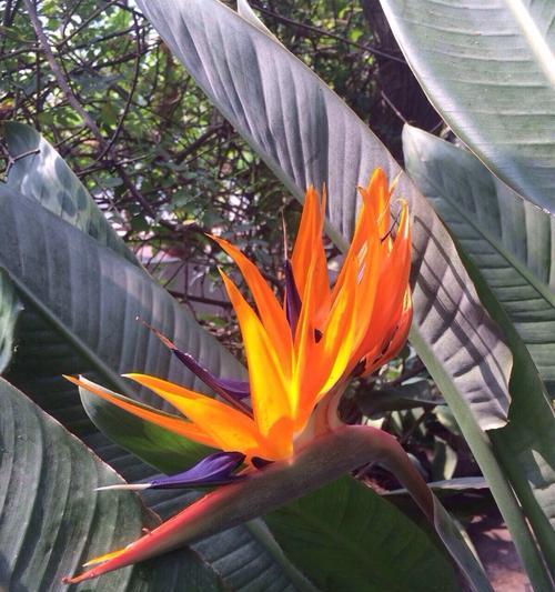 以鹤望兰代表的美丽和坚韧(传递永恒的爱与希望) 以鹤望兰代表的美丽和坚韧(传递永恒的爱与希望)