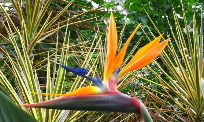 以鹤望兰代表的美丽和坚韧(传递永恒的爱与希望) 以鹤望兰代表的美丽和坚韧(传递永恒的爱与希望)