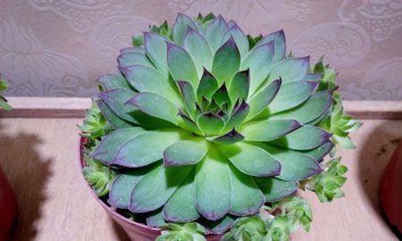 观音莲多肉怎么养殖方法？养殖过程中常见问题有哪些？