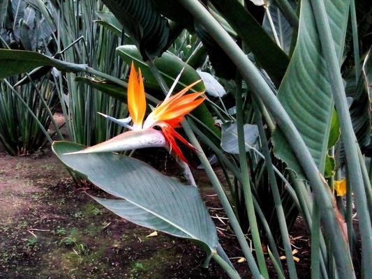 以鹤望兰代表的美丽和坚韧(传递永恒的爱与希望) 以鹤望兰代表的美丽和坚韧(传递永恒的爱与希望)