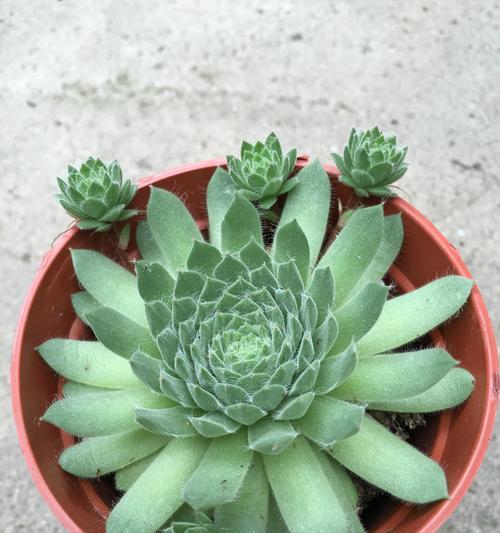 观音莲多肉怎么养殖方法？养殖过程中常见问题有哪些？