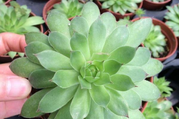 观音莲多肉怎么养殖方法？养殖过程中常见问题有哪些？