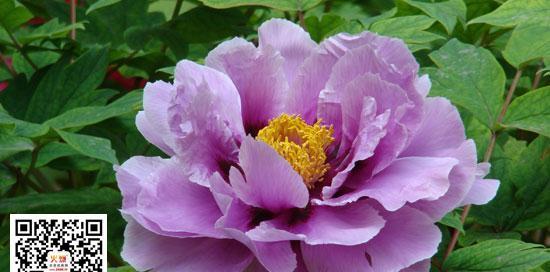 快乐的花（花开笑颜）