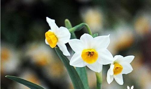 快乐的花（花开笑颜）