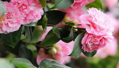 快乐的花（花开笑颜）