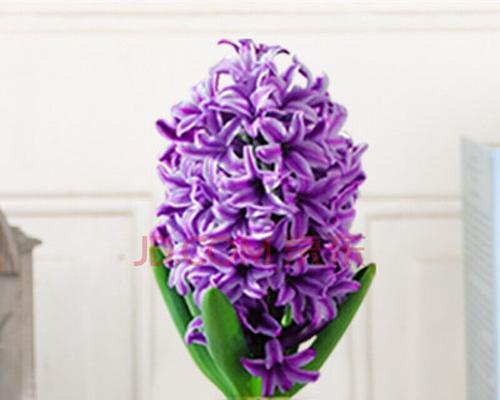 风信子可以用土养吗?土养风信子的正确方法是什么?