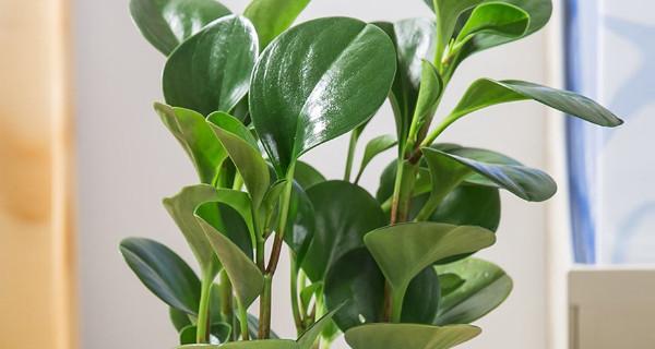 碧玉花的风水寓意（揭示碧玉花的风水寓意与象征意义）