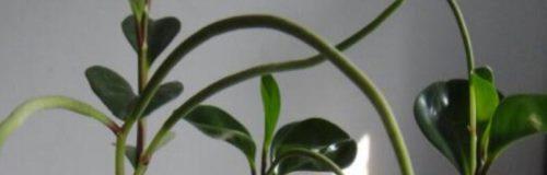 碧玉花的风水寓意（揭示碧玉花的风水寓意与象征意义）