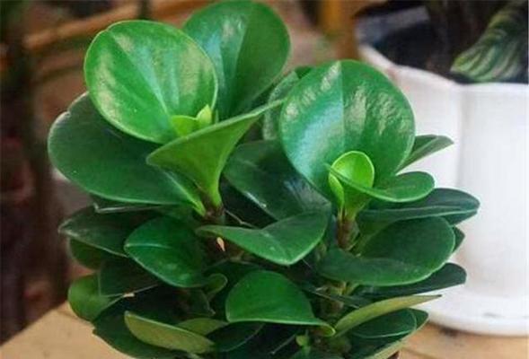 碧玉花的风水寓意（揭示碧玉花的风水寓意与象征意义）