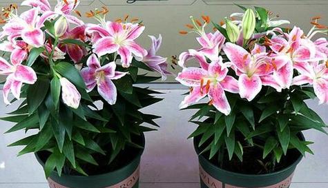 百合花可以土养吗?如何正确进行土培养护? 百合花可以土养吗?如何正确进行土培养护?