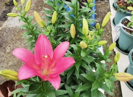 百合花可以土养吗?如何正确进行土培养护? 百合花可以土养吗?如何正确进行土培养护?