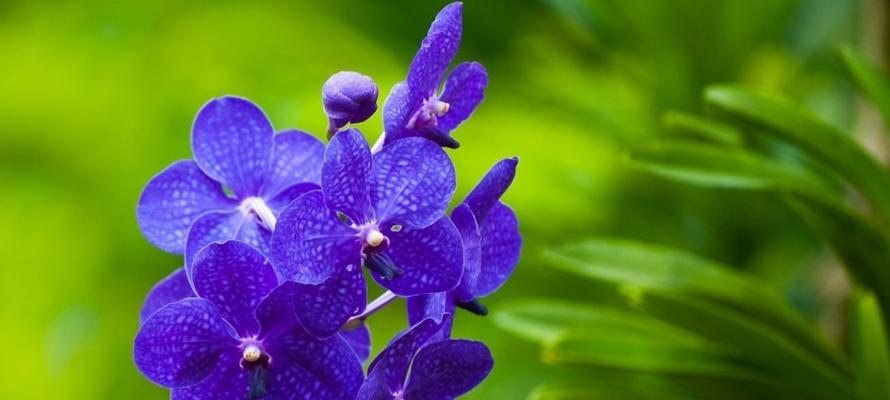 春兰花语——美丽与希望的象征（春兰花语的意义与传承）