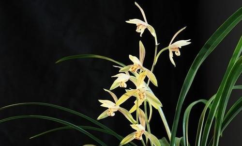 春兰花语——美丽与希望的象征（春兰花语的意义与传承）