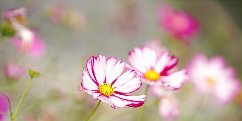 格桑花风水的祥瑞之源（探寻格桑花风水的寓意与作用）