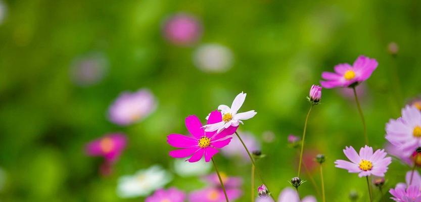 格桑花风水的祥瑞之源（探寻格桑花风水的寓意与作用）