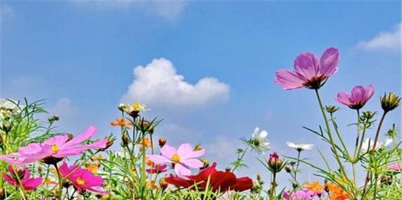 格桑花风水的祥瑞之源（探寻格桑花风水的寓意与作用）