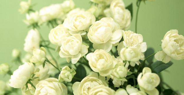 二十一朵白玫瑰的花语-爱与祝福的绽放（用花语传达心意）