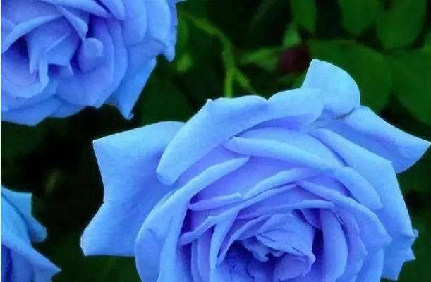 97朵玫瑰花的花语代表什么意思（解读97朵玫瑰花的神秘寓意）