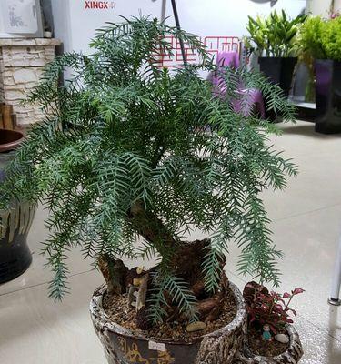 澳洲杉水养方法是什么?水养澳洲杉需要注意哪些问题? 澳洲杉水养方法是什么?水养澳洲杉需要注意哪些问题?