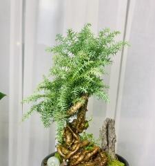 澳洲杉水养方法是什么?水养澳洲杉需要注意哪些问题?