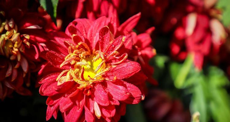 红色菊花的花语与意义（探秘红色菊花花语的深层内涵）