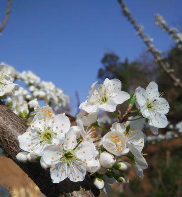 李子花通常是什么颜色的？为什么会有不同颜色？