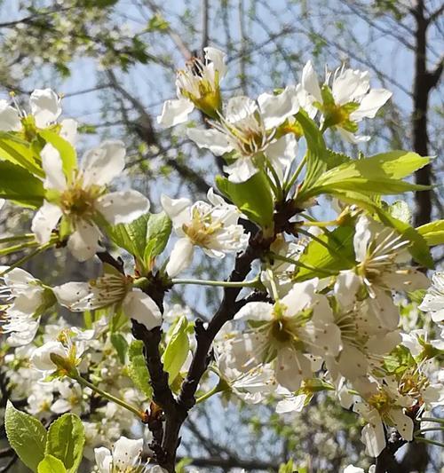 李子花通常是什么颜色的？为什么会有不同颜色？