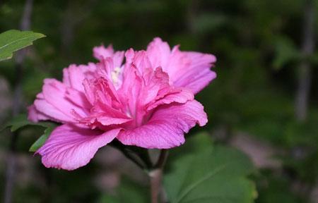 木槿花的花语与意义（了解木槿花花语）