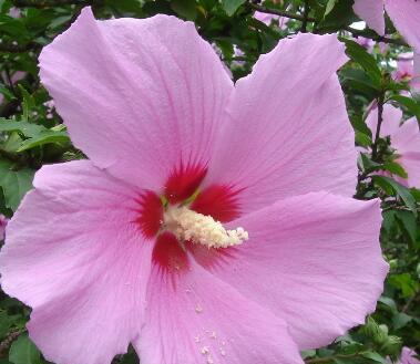 木槿花的花语与意义（了解木槿花花语）