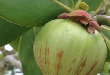 山竹的生长环境是什么?哪些地方条件适合山竹生长? 山竹的生长环境是什么?哪些地方条件适合山竹生长?