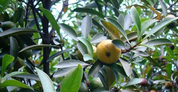 山竹的生长环境是什么?哪些地方条件适合山竹生长? 山竹的生长环境是什么?哪些地方条件适合山竹生长?