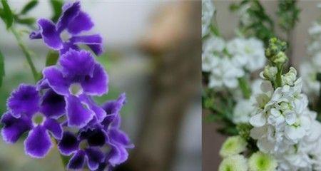 单纯美好——以百合花语为主题的文章（纯真）