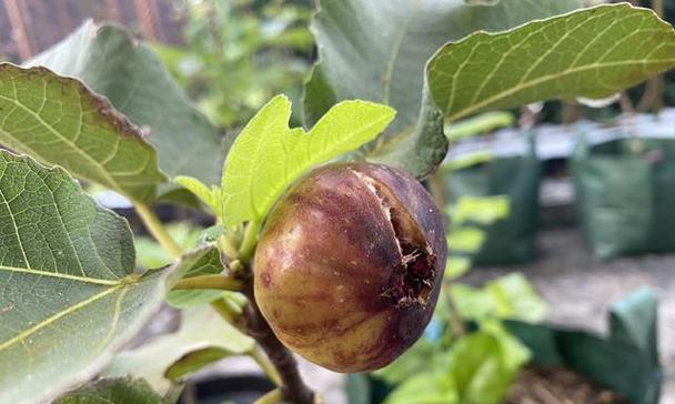 无花果最佳种植季节是什么时候?春季还是秋季? 无花果最佳种植季节是什么时候?春季还是秋季?