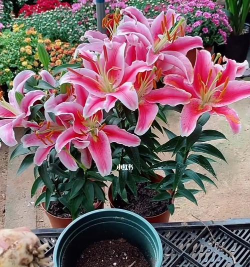 木本百合的寓意与价值（探寻木本百合的美学内涵与文化象征）