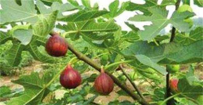 无花果最佳种植季节是什么时候?春季还是秋季? 无花果最佳种植季节是什么时候?春季还是秋季?