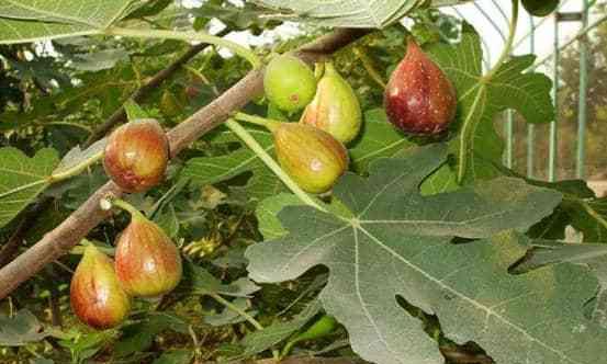 无花果最佳种植季节是什么时候?春季还是秋季? 无花果最佳种植季节是什么时候?春季还是秋季?