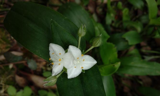 白花紫露草的花语及其象征意义（解析白花紫露草的花语）