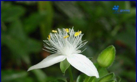 白花紫露草的花语及其象征意义（解析白花紫露草的花语）