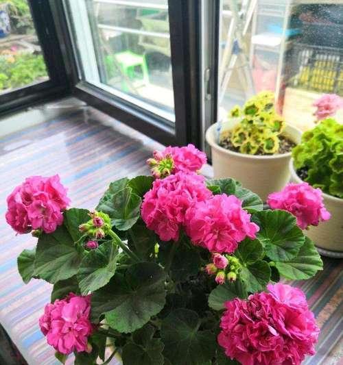 冬天阳台适合养什么花？有哪些花卉耐寒又易打理？