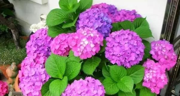 冬天阳台适合养什么花？有哪些花卉耐寒又易打理？