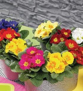 冬天阳台适合养什么花？有哪些花卉耐寒又易打理？